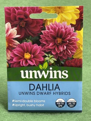 UNWINS Dahlia Dwarf Hybrids 75 seeds approx