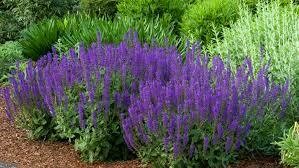 Perennials