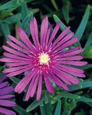 Hardy ice plant