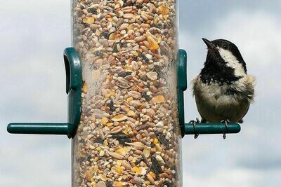 Bird Food