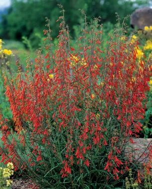 Penstemon
