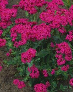 Silene