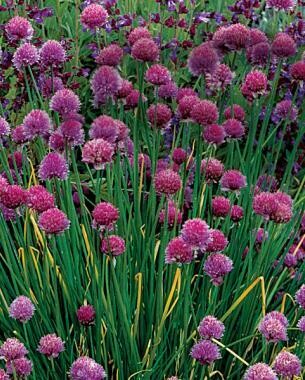 Allium blooms