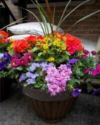 Annuals