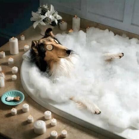 PET CARE