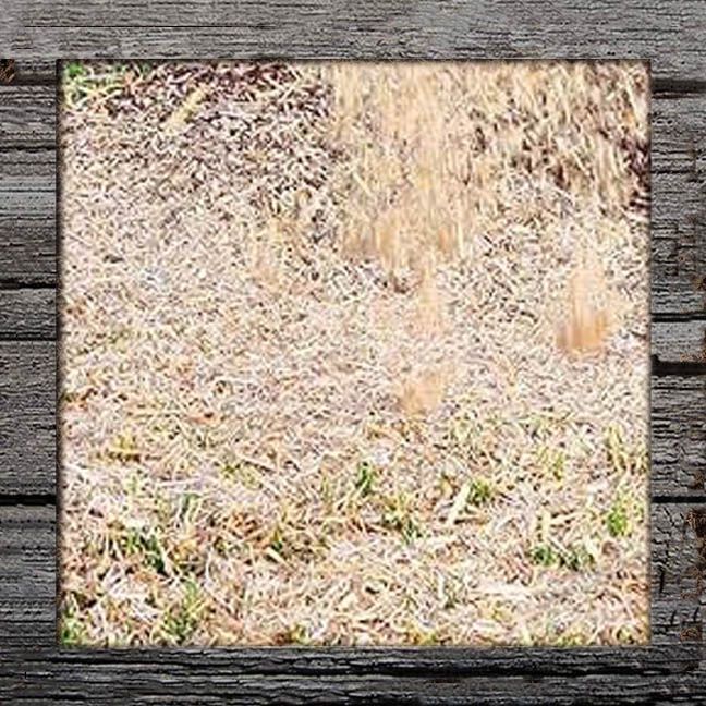EZ-Straw Seed Mulch with Tack