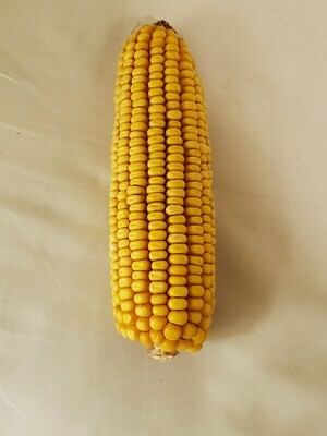 Dried Corn Cob- 1 Ear