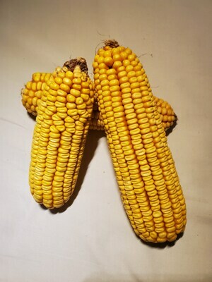 Dried Corn Cob- 3 Ears