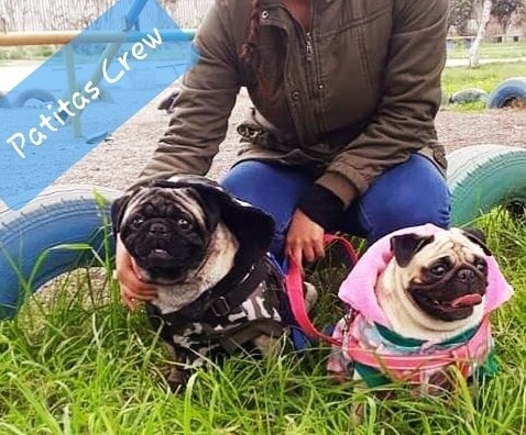 Ropa para mascota