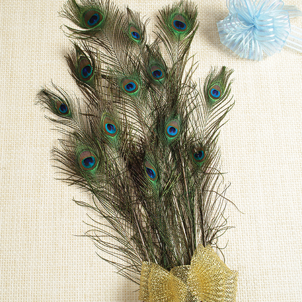 Pluma De Pavo Real (Doc)
