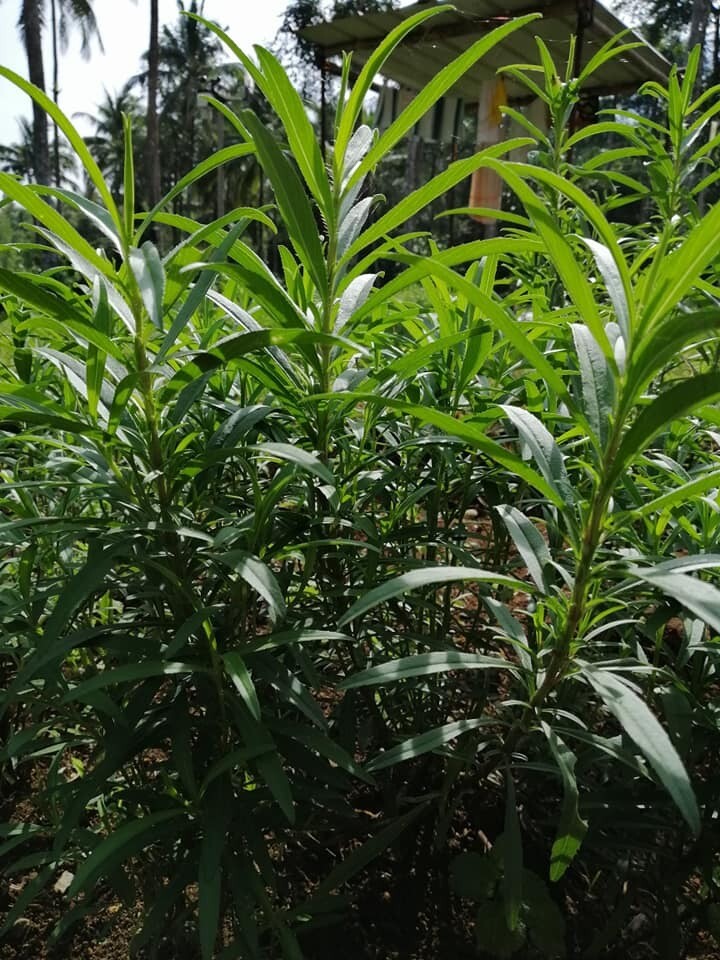 Tarragon