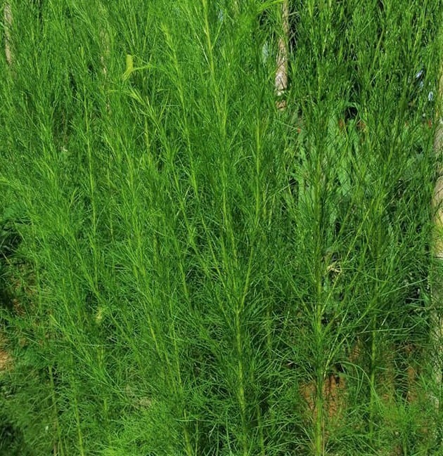Dill