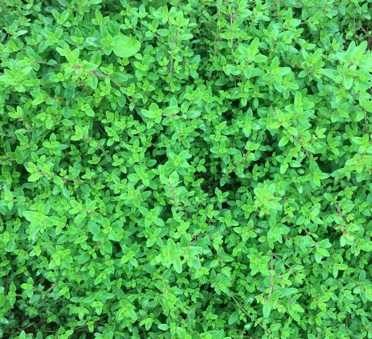 Thyme