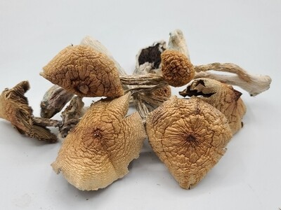 ​Amazonian Mushrooms​