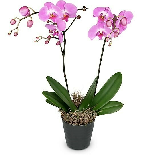 Orchidee inkl. Topf, weiss + pink
