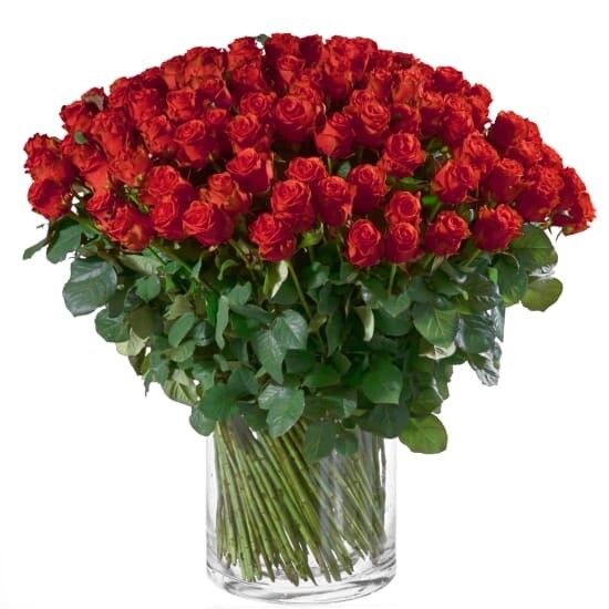 Rosen langstielig, 80 cm in rot + weiss