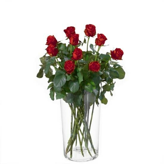 Rosen rot mittellang, 50 - 60 cm