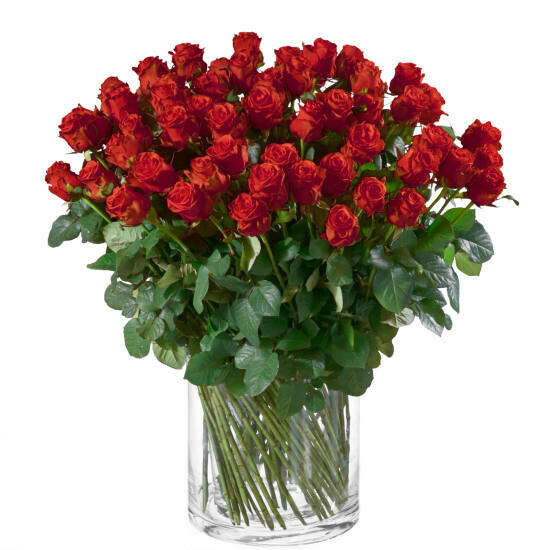 Rosen rot mittellang, 50 - 60 cm