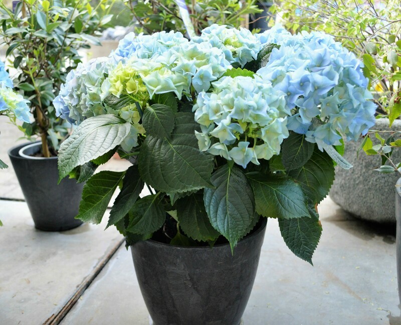 Hortensie