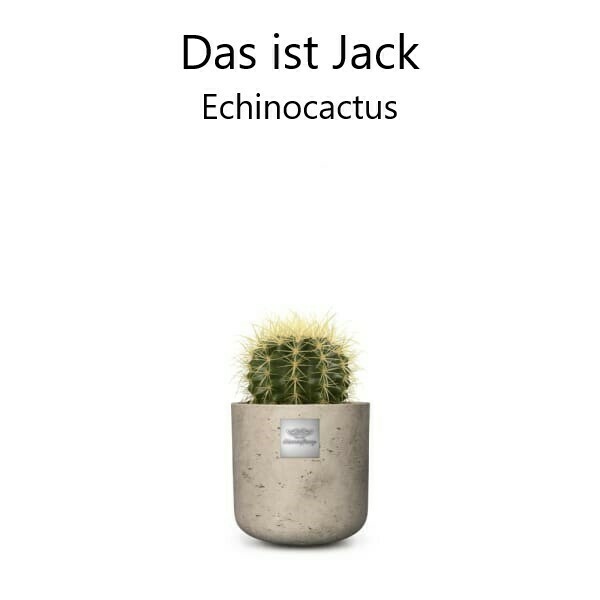 Männerpflanzen: Sukkulenten