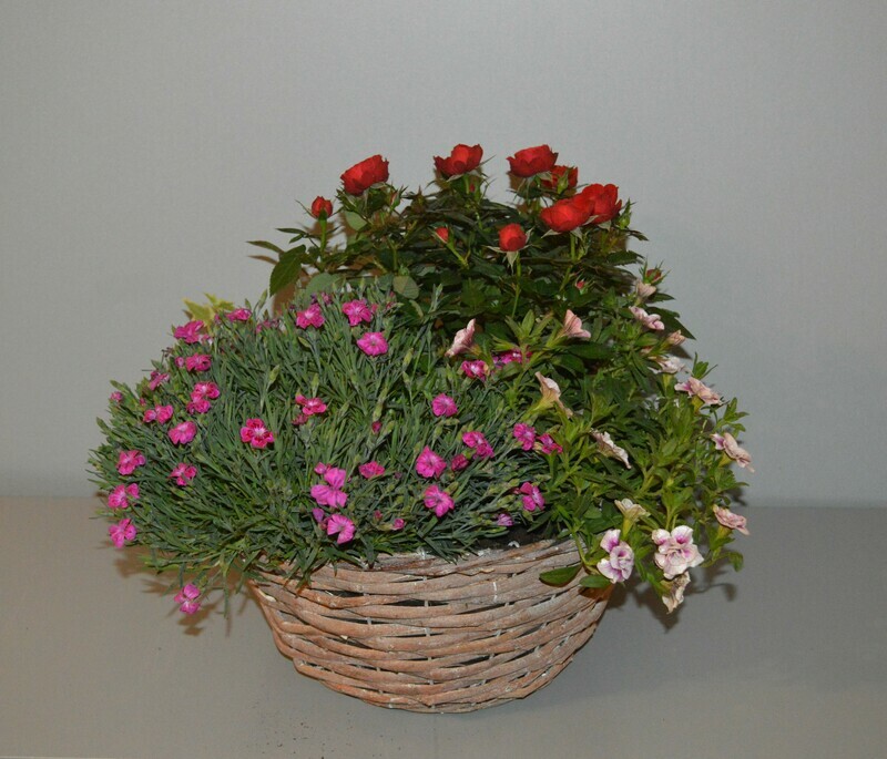 Bepflanzter Korb mit Rosenpflanze