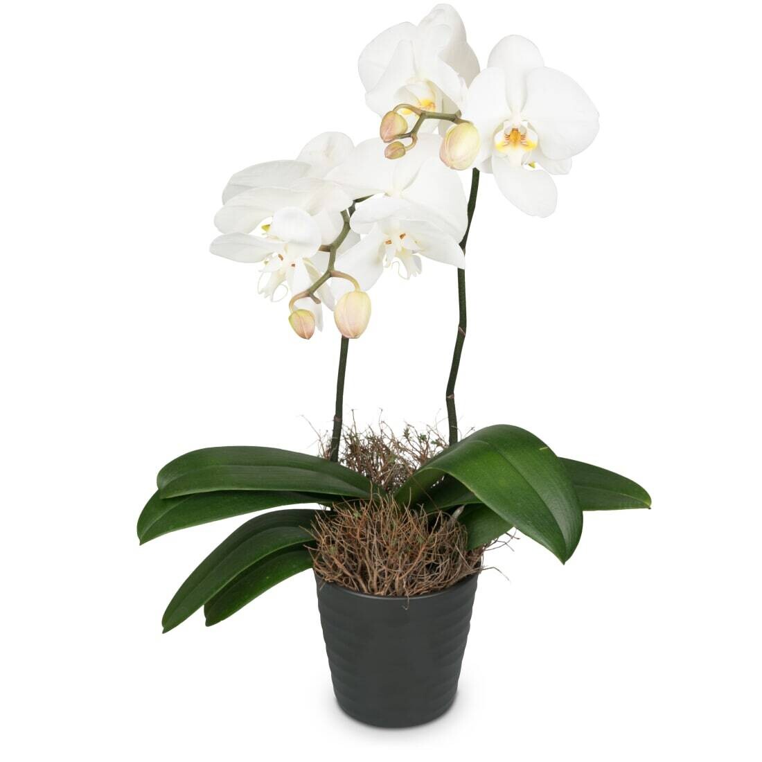Orchidee inkl. Topf, weiss + pink