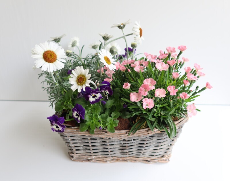 Bepflanzter Korb Frühling