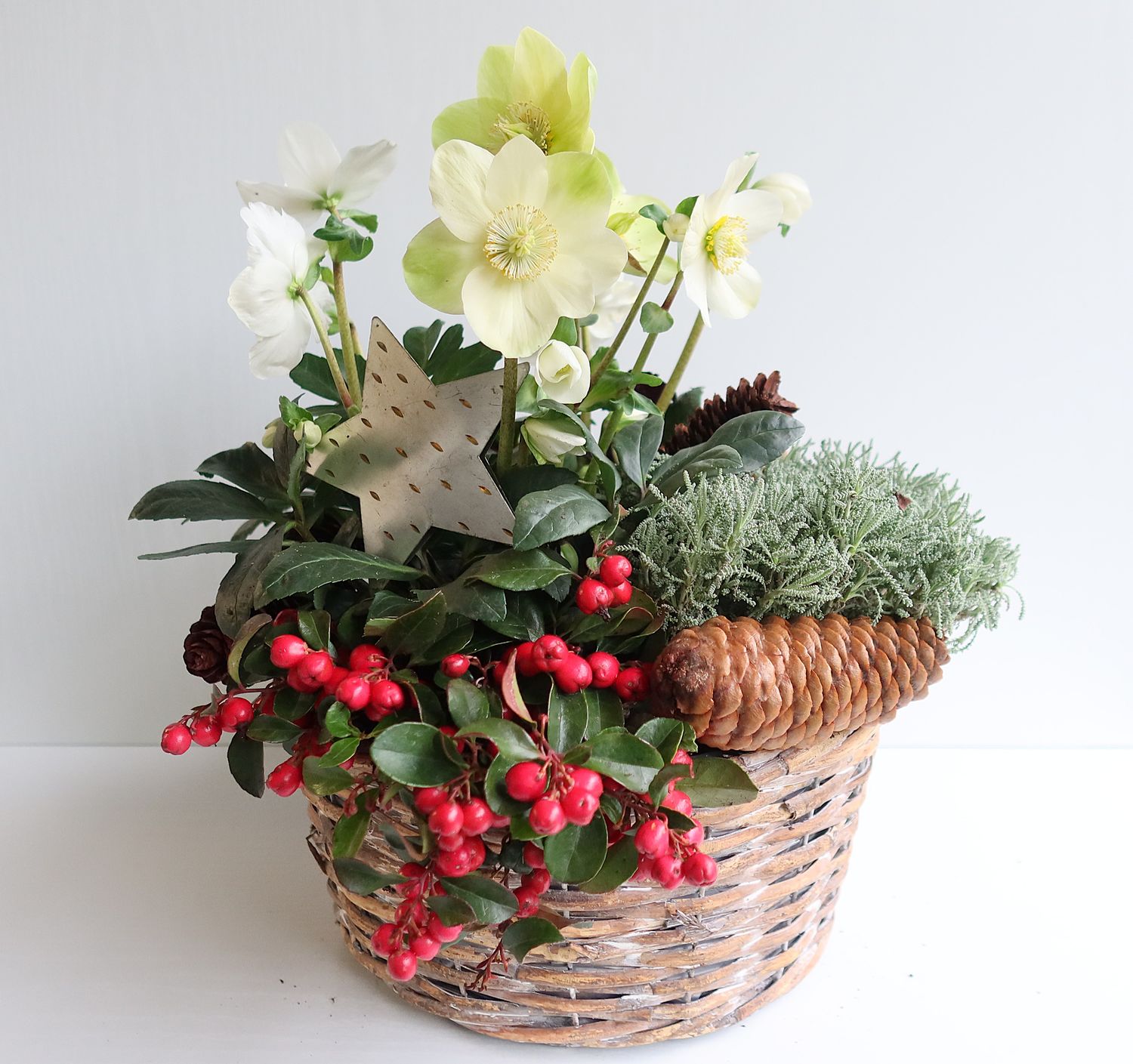 Bepflanzter Korb mit Christrose