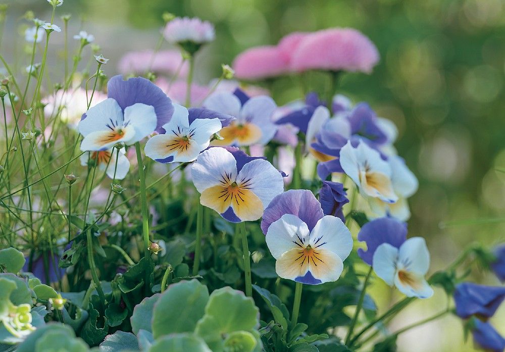 Karte klein mit Briefumschlag, verschiedene Motive