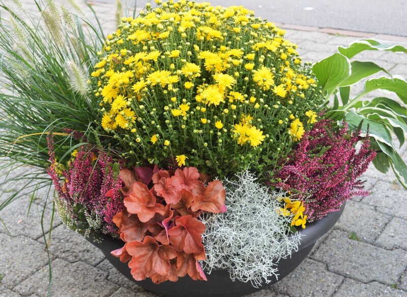 Pflanzenschale (Lieferfrist 24 Std.)