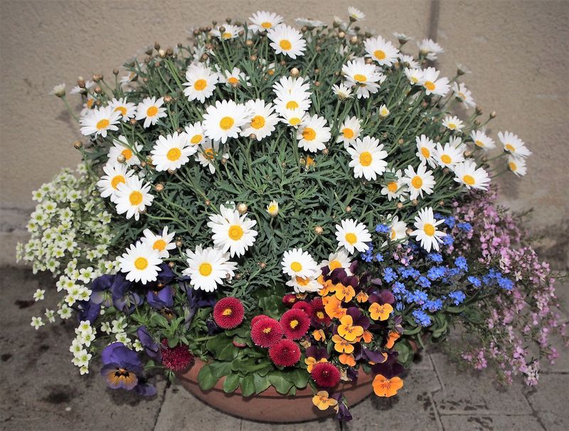 Pflanzenschale (Lieferfrist 24 Std.)