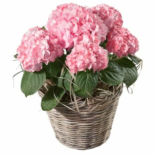 Hortensie