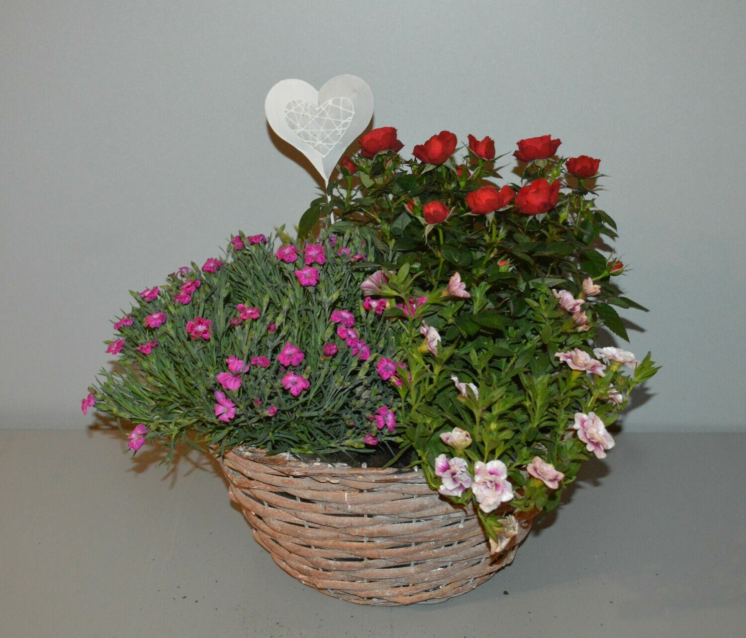 Bepflanzter Korb mit Rosenpflanze