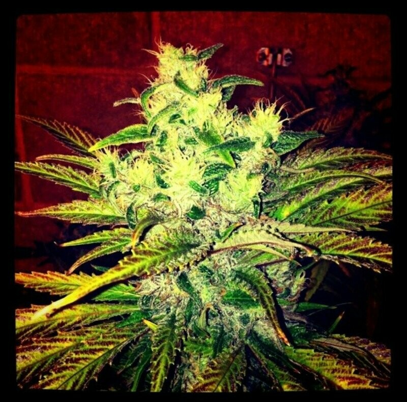 Lemon Rock Candy Seed