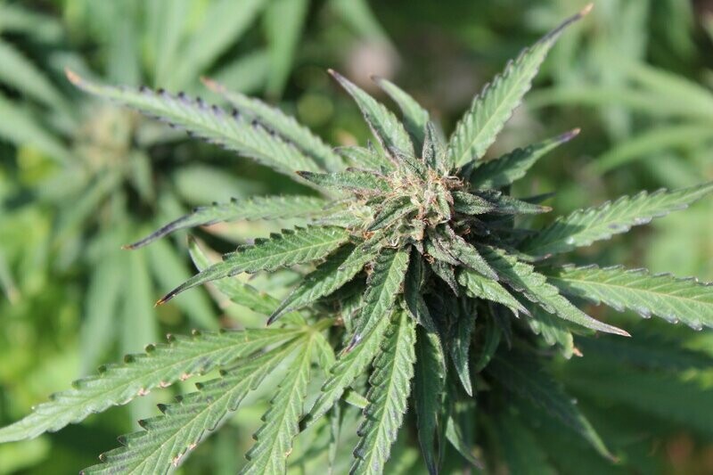 Epic Grand Daddy Purple Seed