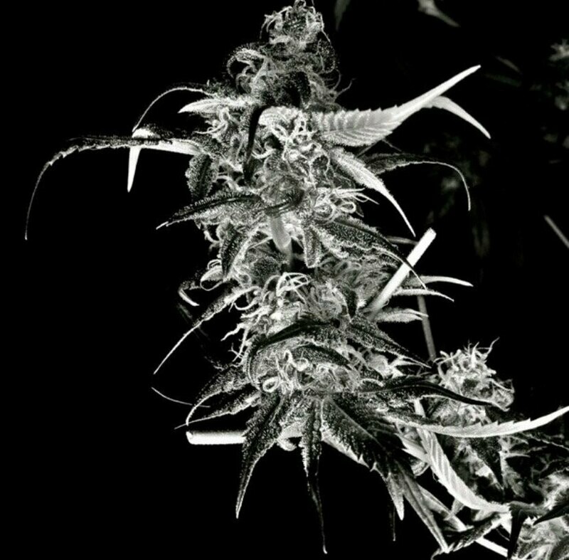 Triple Diesel Seed pack (10)