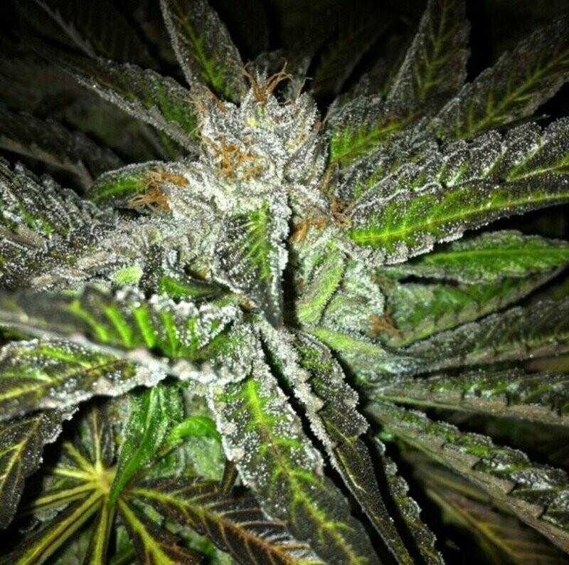 Grand Daddy Chem Seed