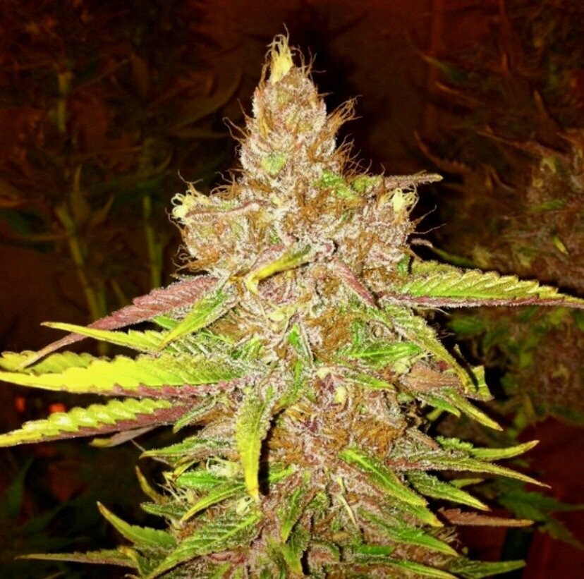 Purple Urkle Seed pack (10)