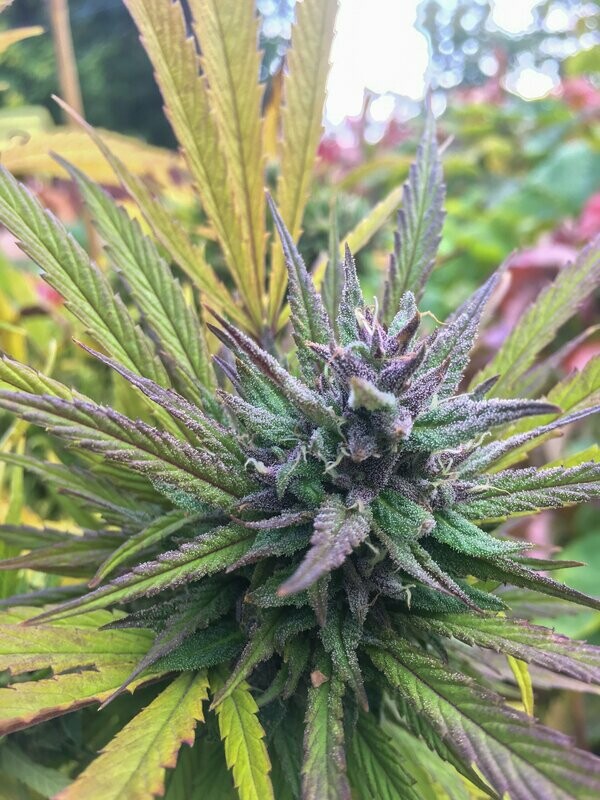 Fuchsia Kush Seed