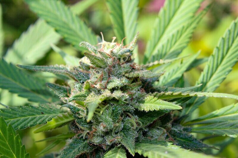 Sweet Poison Seed pack (10)