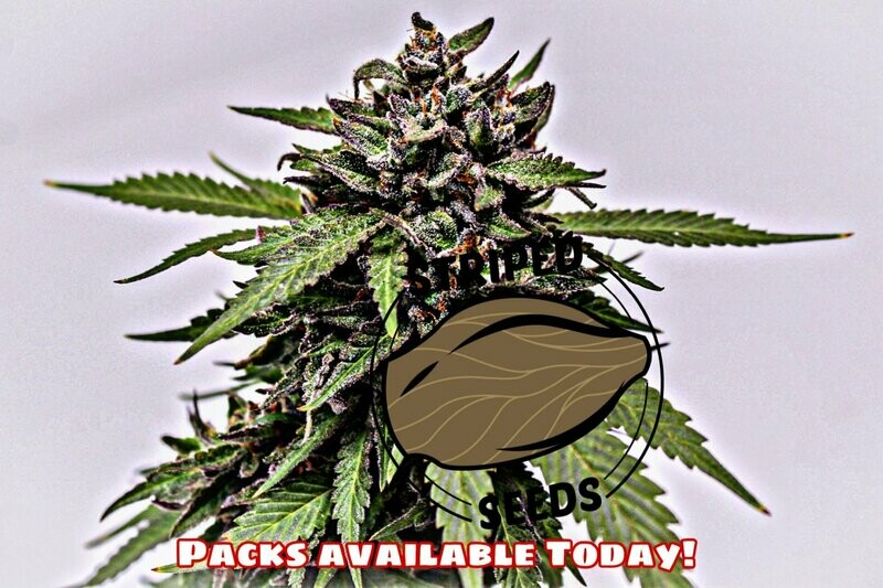 Hugh Hefner Seed