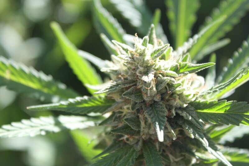 Kosher Lemons Seed