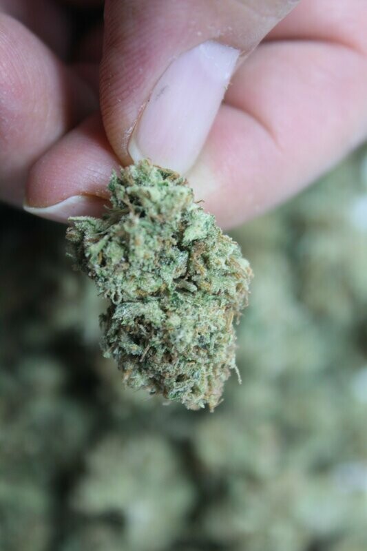 Purple Lemon Meringue Seed pack (10)