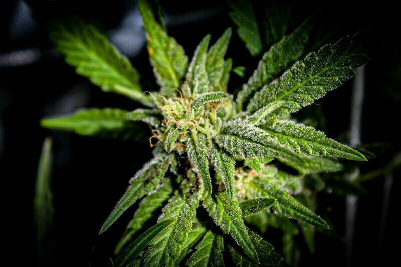 Purple Dog Dick seed pack (10)