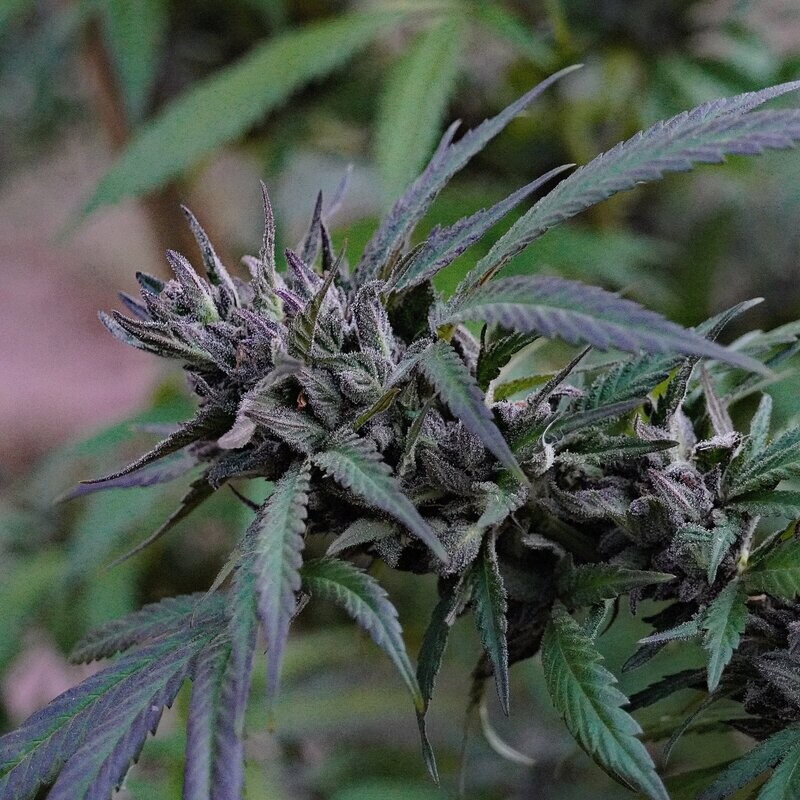Hot Lava Seed