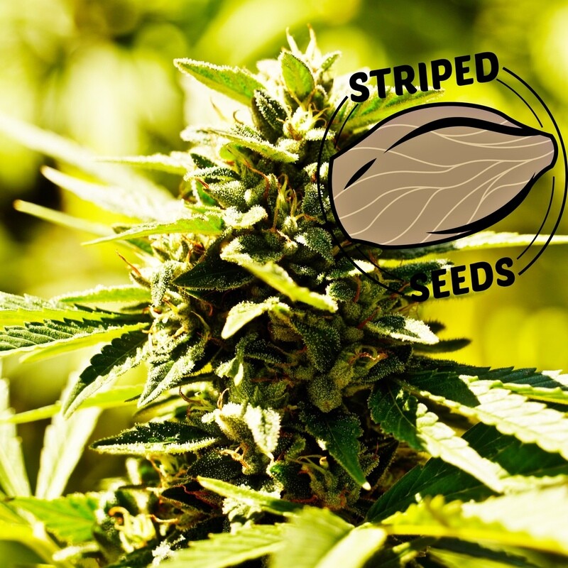 Mustard Strudel seed pack (10)