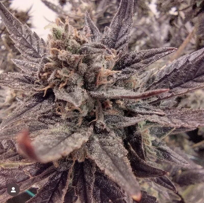 Purple Orange Kush Seed pack (10)