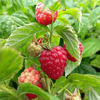 Raspberries