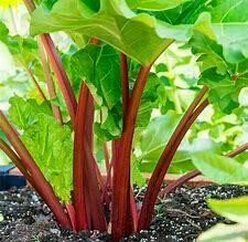 Rhubarb