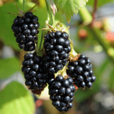 Blackberries